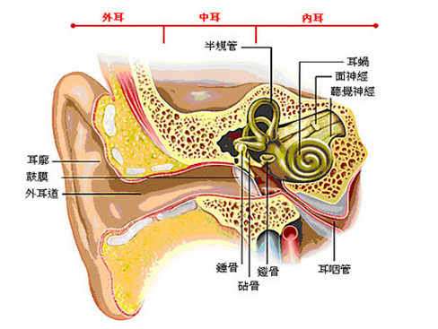 中耳构成图片