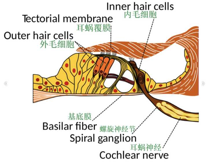 耳毛细胞是人类听觉的感受器人类耳朵内部结构复杂,内耳蜗分布着耳